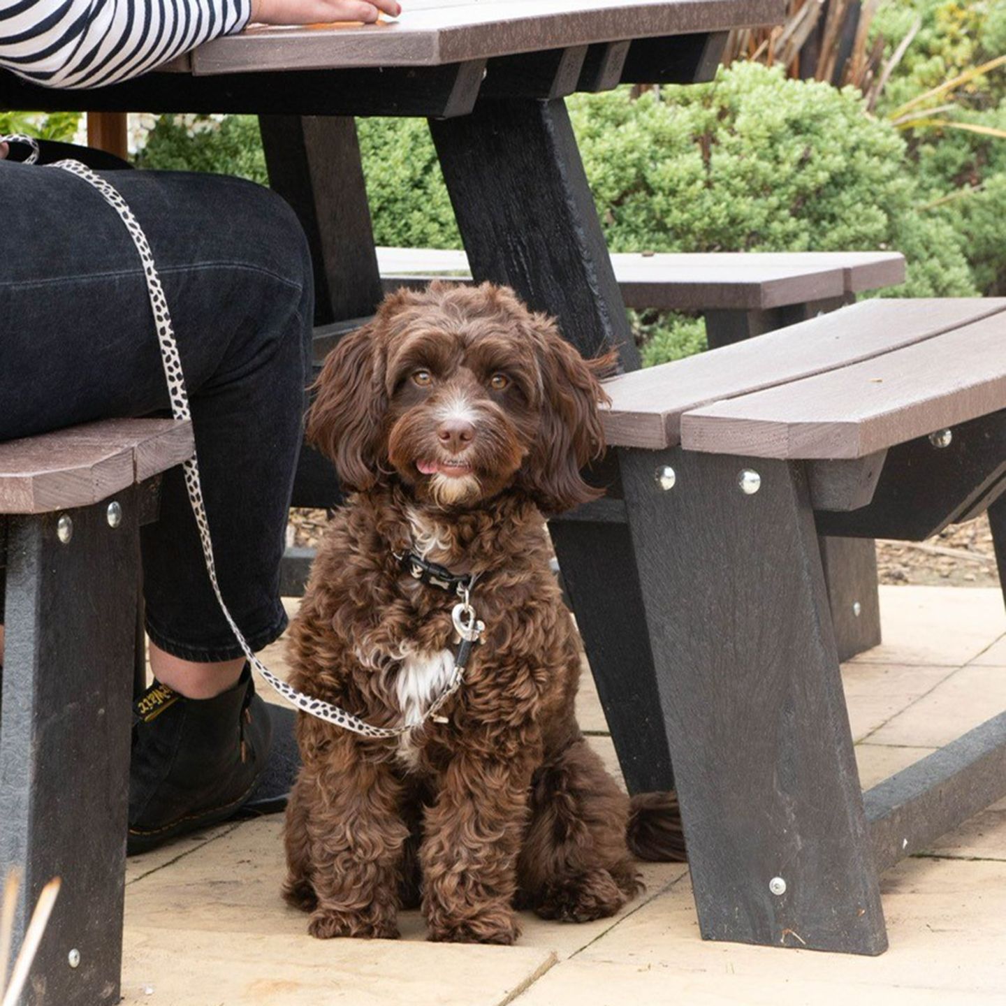 Your local dog friendly pub in Porthcawl